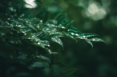 雨天圖|超过 400 张关于“下雨天”和“雨”的免费图片